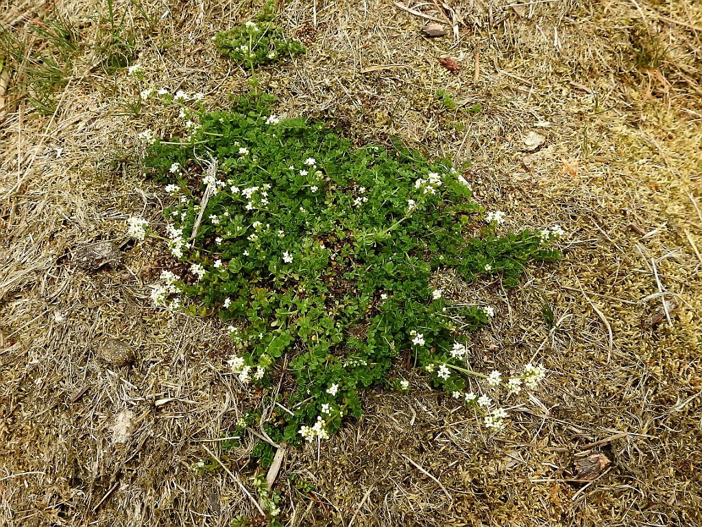 Liggend Walstro [13367] 03-jun-2017 (Gildehauser Venn, Gildehaus).jpg - Liggend walstro [Galium saxatile]